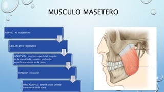 MUSCULO MASETERO
NERVIO N. maseterino
ORIGEN :arco cigomático
INSERCION : porción superficial: ángulo
de la mandíbula, porción profunda:
superficie externa de la rama
FUNCION : oclusión
IRRIGACIONES : arteria facial ,arteria
transversal de la cara
 