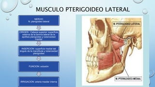 MUSCULO PTERIGOIDEO LATERAL
NERVIO
N. pterigoideo lateral
ORIGEN : Cabeza superior: superficie
externa de la lamina lateral de la
apófisis pterigoides y tuberosidad
maxilar
INSERCION: superficie medial del
ángulo de la mandíbula y tuberosidad
pterigoidea
FUNCION: oclusión
IRRIGACION: arteria maxilar interna
 