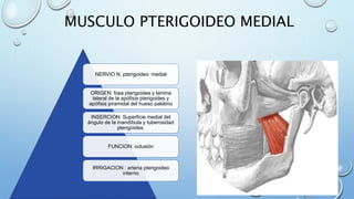 MUSCULO PTERIGOIDEO MEDIAL
NERVIO N. pterigoideo medial
ORIGEN: fosa pterigoidea y lamina
lateral de la apófisis pterigoides y
apófisis piramidal del hueso palatino
INSERCION: Superficie medial del
ángulo de la mandíbula y tuberosidad
pterigoidea.
FUNCION: oclusión
IRRIGACION : arteria pterigoideo
interno
 