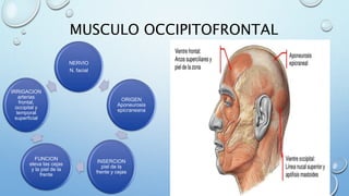 MUSCULO OCCIPITOFRONTAL
NERVIO
N. facial
ORIGEN
Aponeurosis
epicraneana
INSERCION
piel de la
frente y cejas
FUNCION
eleva las cejas
y la piel de la
frente
IRRIGACION
arterias
frontal,
occipital y
temporal
superficial
 
