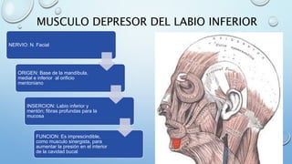 MUSCULO DEPRESOR DEL LABIO INFERIOR
NERVIO: N. Facial
ORIGEN: Base de la mandíbula,
medial e inferior al orificio
mentoniano
INSERCION: Labio inferior y
mentón; fibras profundas para la
mucosa
FUNCION: Es imprescindible,
como musculo sinergista, para
aumentar la presión en el interior
de la cavidad bucal
 