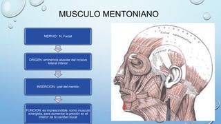 MUSCULO MENTONIANO
NERVIO: N. Facial
ORIGEN :eminencia alveolar del incisivo
lateral inferior
INSERCION : piel del mentón
FUNCION: es imprescindible, como musculo
sinergista, para aumentar la presión en el
interior de la cavidad bucal
 