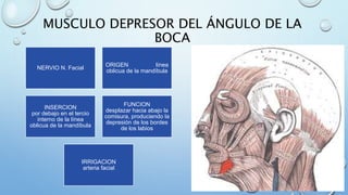 MUSCULO DEPRESOR DEL ÁNGULO DE LA
BOCA
NERVIO N. Facial
ORIGEN línea
oblicua de la mandíbula
INSERCION
por debajo en el tercio
interno de la línea
oblicua de la mandíbula
FUNCION
desplazar hacia abajo la
comisura, produciendo la
depresión de los bordes
de los labios
IRRIGACION
arteria facial
 