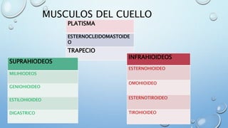 MUSCULOS DEL CUELLO
PLATISMA
ESTERNOCLEIDOMASTOIDE
O
TRAPECIO
SUPRAHIODEOS
MILIHIODEOS
GENIOHIOIDEO
ESTILOHIOIDEO
DIGASTRICO
INFRAHIOIDEOS
ESTERNOHIOIDEO
OMOHIOIDEO
ESTERNOTIROIDEO
TIROHIOIDEO
 