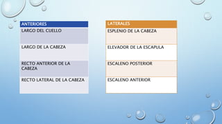 ANTERIORES
LARGO DEL CUELLO
LARGO DE LA CABEZA
RECTO ANTERIOR DE LA
CABEZA
RECTO LATERAL DE LA CABEZA
LATERALES
ESPLENIO DE LA CABEZA
ELEVADOR DE LA ESCAPULA
ESCALENO POSTERIOR
ESCALENO ANTERIOR
 