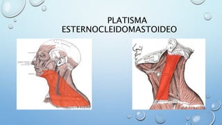 PLATISMA
ESTERNOCLEIDOMASTOIDEO
 