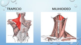 TRAPECIO MILIHIOIDEO
 