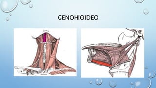 GENOHIOIDEO
 
