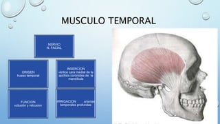 MUSCULO TEMPORAL
ORIGEN
hueso temporal
INSERCION
vértice cara medial de la
apófisis corónides de la
mandíbula
FUNCION
oclusión y retrusion
IRRIGACION arterias
temporales profundas
NERVIO
N. FACIAL
 