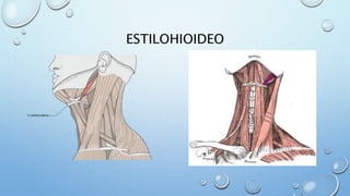 ESTILOHIOIDEO
 