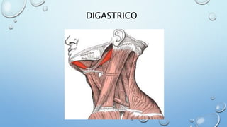DIGASTRICO
 
