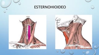 ESTERNOHIOIDEO
 