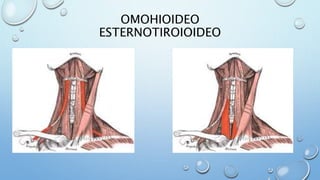 OMOHIOIDEO
ESTERNOTIROIOIDEO
 