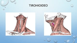 TIROHIOIDEO
 