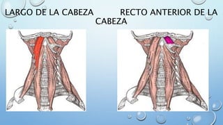 LARGO DE LA CABEZA RECTO ANTERIOR DE LA
CABEZA
 