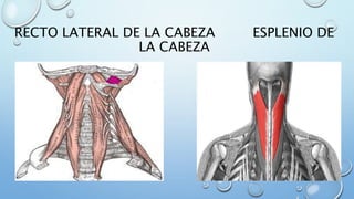 RECTO LATERAL DE LA CABEZA ESPLENIO DE
LA CABEZA
 