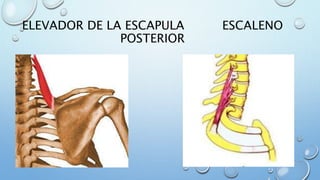 ELEVADOR DE LA ESCAPULA ESCALENO
POSTERIOR
 