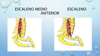 ESCALENO MEDIO ESCALENO
ANTERIOR
 