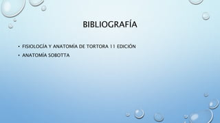BIBLIOGRAFÍA
• FISIOLOGÍA Y ANATOMÍA DE TORTORA 11 EDICIÓN
• ANATOMÍA SOBOTTA
 