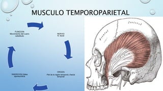 MUSCULO TEMPOROPARIETAL
NERVIO
N. facial
ORIGEN
Piel de la región temporal y fascia
temporal
INSERCION Gálea
aponeurótica
FUNCION
Movimiento del cuero
cabelludo
 