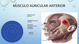 MUSCULO AURICULAR ANTERIOR
ORIGEN fascia
temporal
INSERCION espina
del hélix
FUNCION
movimiento de los
cartílagos
auriculares
NERVIO
N. facial
 