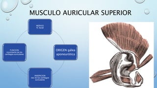 MUSCULO AURICULAR SUPERIOR
NERVIO
N. facial
ORIGEN gálea
aponeurótica
INSERCION
raíz de los cartílagos
auriculares
FUNCION
movimiento de los
cartílagos auriculares
 