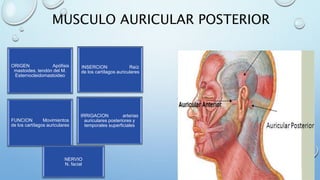 MUSCULO AURICULAR POSTERIOR
ORIGEN Apófisis
mastoides, tendón del M.
Esternocleidomastoideo
INSERCION Raíz
de los cartílagos auriculares
FUNCION Movimientos
de los cartílagos auriculares
IRRIGACION arterias
auriculares posteriores y
temporales superficiales
NERVIO
N. facial
 