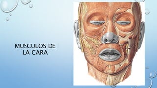 MUSCULOS DE
LA CARA
 