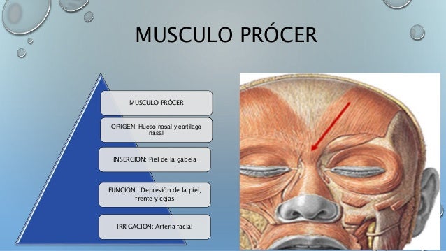 Musulo Procer Prócer: Origen, Inserción, Inervación Y Función – MILERH
