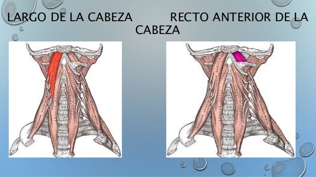 Músculos de cráneo, cara y cuello