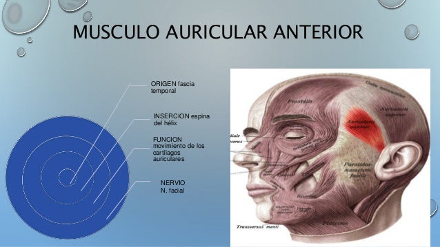 Músculos de cráneo, cara y cuello