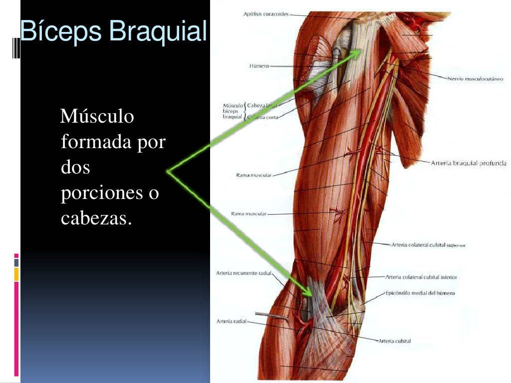 Músculos del brazo