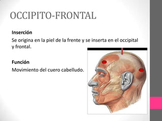 OCCIPITO-FRONTAL
Inserción
Se origina en la piel de la frente y se inserta en el occipital
y frontal.
Función
Movimiento del cuero cabelludo.

 