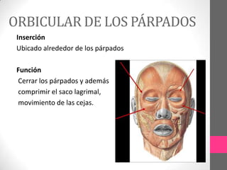 ORBICULAR DE LOS PÁRPADOS
Inserción
Ubicado alrededor de los párpados
Función
Cerrar los párpados y además
comprimir el saco lagrimal,
movimiento de las cejas.

 