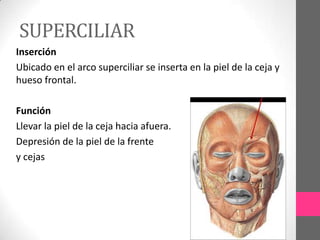 SUPERCILIAR
Inserción
Ubicado en el arco superciliar se inserta en la piel de la ceja y
hueso frontal.
Función
Llevar la piel de la ceja hacia afuera.
Depresión de la piel de la frente
y cejas

 