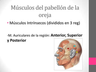 Músculos del pabellón de la
oreja
• Músculos Intrínsecos (divididos en 3 reg)
-M. Auriculares de la región: Anterior, Superior

y Posterior

 