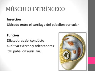 MÚSCULO INTRÍNCECO
Inserción
Ubicado entre el cartílago del pabellón auricular.
Función
Dilatadores del conducto
auditivo externo y orientadores
del pabellón auricular.

 