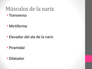 Músculos de la nariz
• Transverso
• Mirtiforme
• Elevador del ala de la nariz

• Piramidal
• Dilatador

 