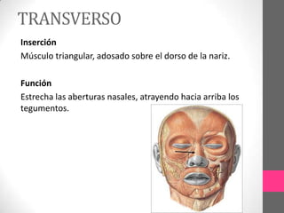 TRANSVERSO
Inserción
Músculo triangular, adosado sobre el dorso de la nariz.
Función
Estrecha las aberturas nasales, atrayendo hacia arriba los
tegumentos.

 