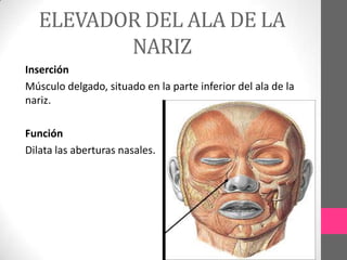 ELEVADOR DEL ALA DE LA
NARIZ
Inserción
Músculo delgado, situado en la parte inferior del ala de la
nariz.
Función
Dilata las aberturas nasales.

 