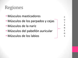 Regiones
• Músculos masticadores
• Músculos de los parpados y cejas
• Músculos de la nariz
• Músculos del pabellón auricular
• Músculos de los labios

C
U
T
Á
N
E
O
S

 
