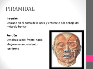 PIRAMIDAL
Inserción
Ubicado en el dorso de la nariz y entrecejo por debajo del
músculo frontal
Función
Desplaza la piel frontal hacia
abajo en un movimiento
uniforme

 