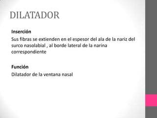 DILATADOR
Inserción
Sus fibras se extienden en el espesor del ala de la nariz del
surco nasolabial , al borde lateral de la narina
correspondiente

Función
Dilatador de la ventana nasal

 