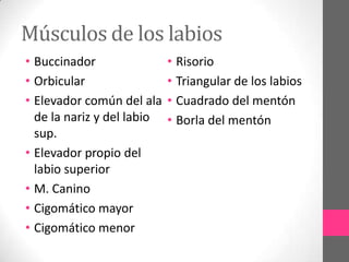 Músculos de los labios
• Buccinador
• Orbicular
• Elevador común del ala
de la nariz y del labio
sup.
• Elevador propio del
labio superior
• M. Canino
• Cigomático mayor
• Cigomático menor

• Risorio
• Triangular de los labios
• Cuadrado del mentón
• Borla del mentón

 