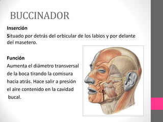 BUCCINADOR
Inserción
Situado por detrás del orbicular de los labios y por delante
del masetero.
Función
Aumenta el diámetro transversal
de la boca tirando la comisura
hacia atrás. Hace salir a presión
el aire contenido en la cavidad
bucal.

 