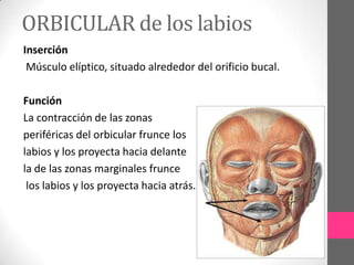 ORBICULAR de los labios
Inserción
Músculo elíptico, situado alrededor del orificio bucal.

Función
La contracción de las zonas
periféricas del orbicular frunce los
labios y los proyecta hacia delante
la de las zonas marginales frunce
los labios y los proyecta hacia atrás.

 