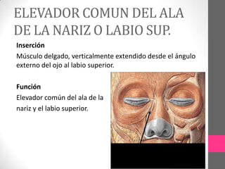 ELEVADOR COMUN DEL ALA
DE LA NARIZ O LABIO SUP.
Inserción
Músculo delgado, verticalmente extendido desde el ángulo
externo del ojo al labio superior.
Función
Elevador común del ala de la
nariz y el labio superior.

 