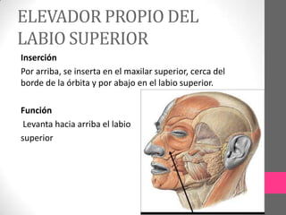 ELEVADOR PROPIO DEL
LABIO SUPERIOR
Inserción
Por arriba, se inserta en el maxilar superior, cerca del
borde de la órbita y por abajo en el labio superior.
Función
Levanta hacia arriba el labio
superior

 
