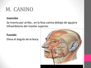 M. CANINO
Inserción
Se inserta por arriba , en la fosa canina debajo de agujero
Infraorbitario del maxilar superior.
Función
Eleva el ángulo de la boca.

 