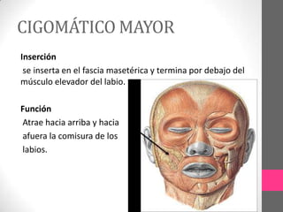 CIGOMÁTICO MAYOR
Inserción
se inserta en el fascia masetérica y termina por debajo del
músculo elevador del labio.
Función
Atrae hacia arriba y hacia
afuera la comisura de los
labios.

 